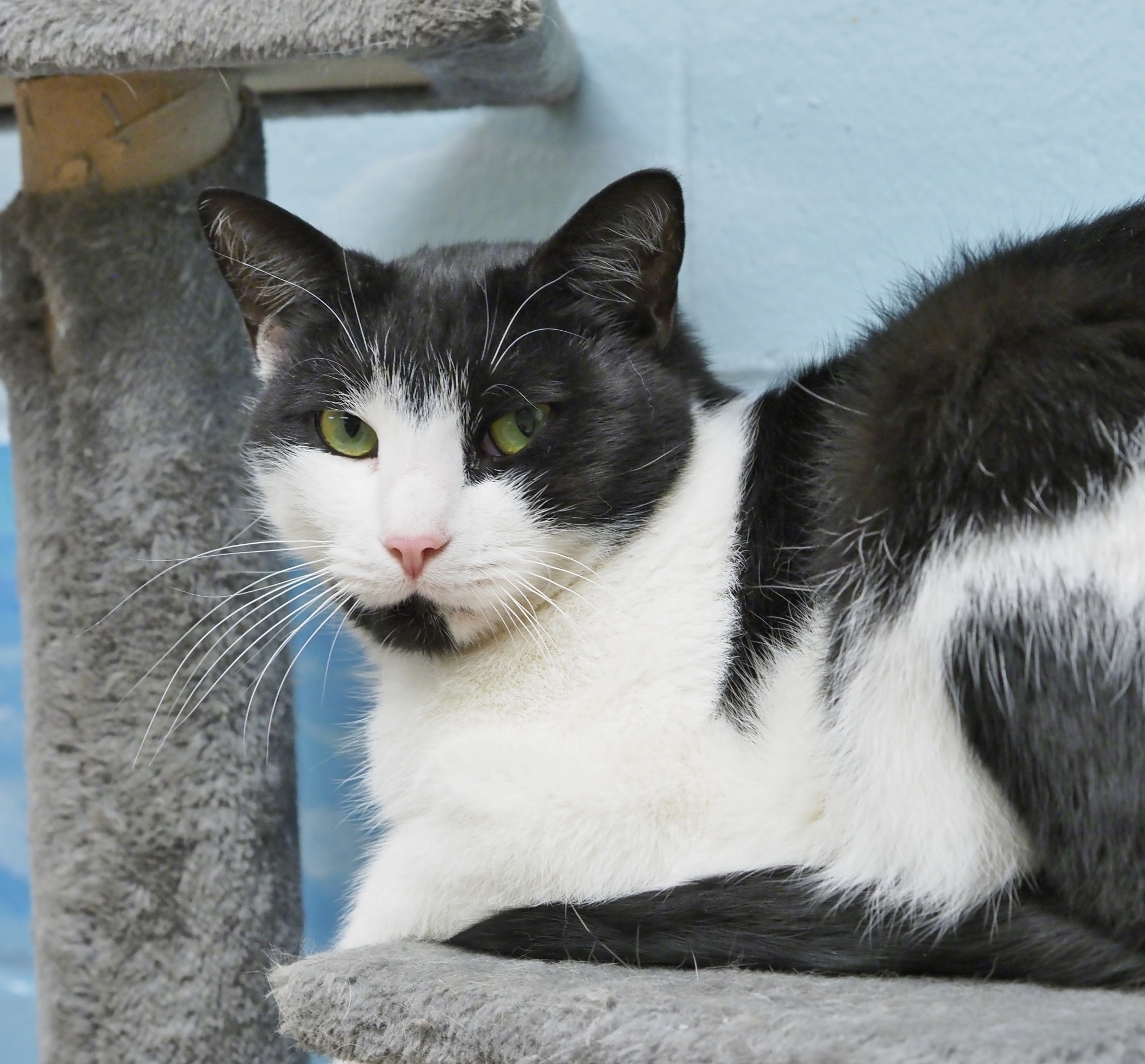 Jagger the BARN CAT photo 5