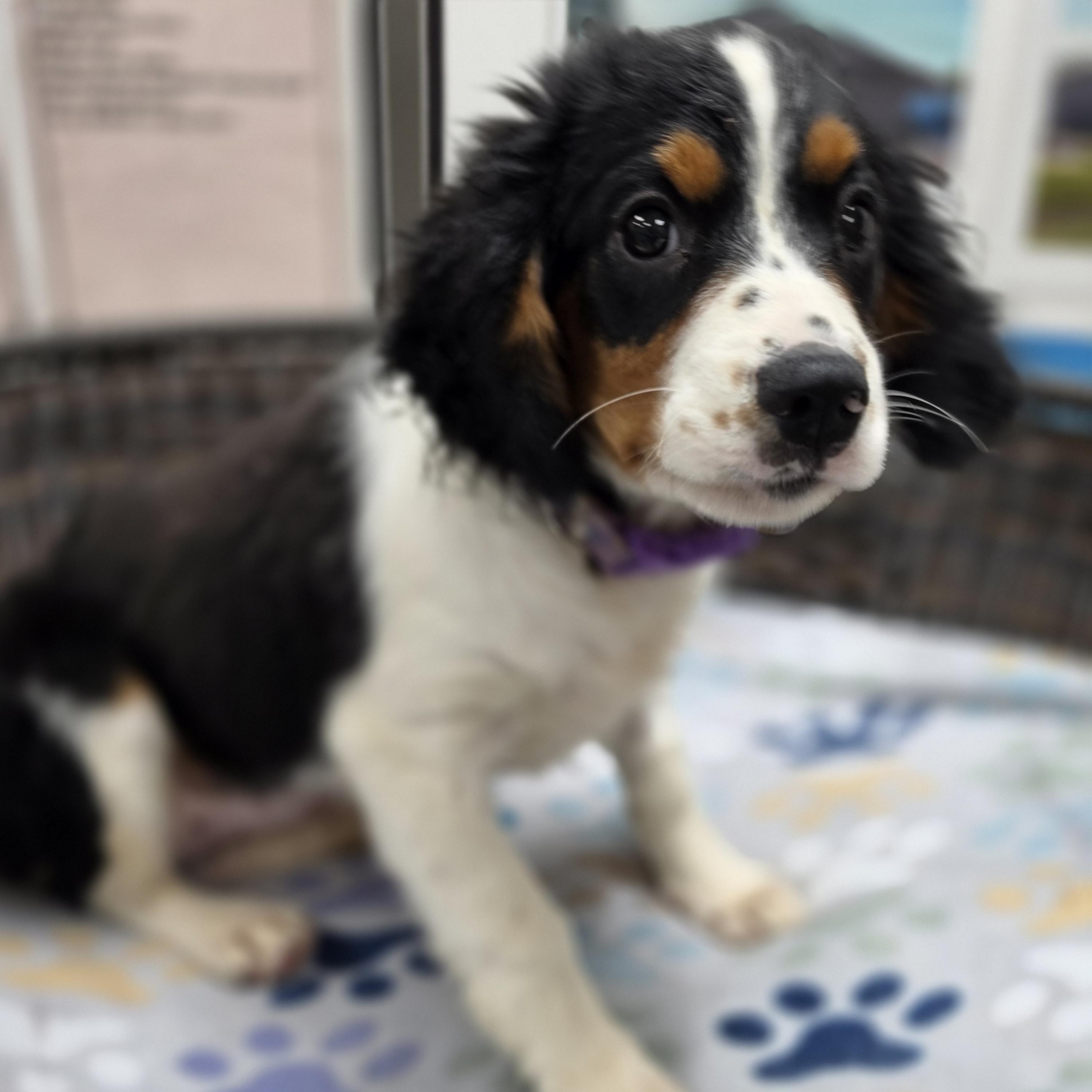Cider, Adopted, Puppy Female Bernese Mountain Dog.