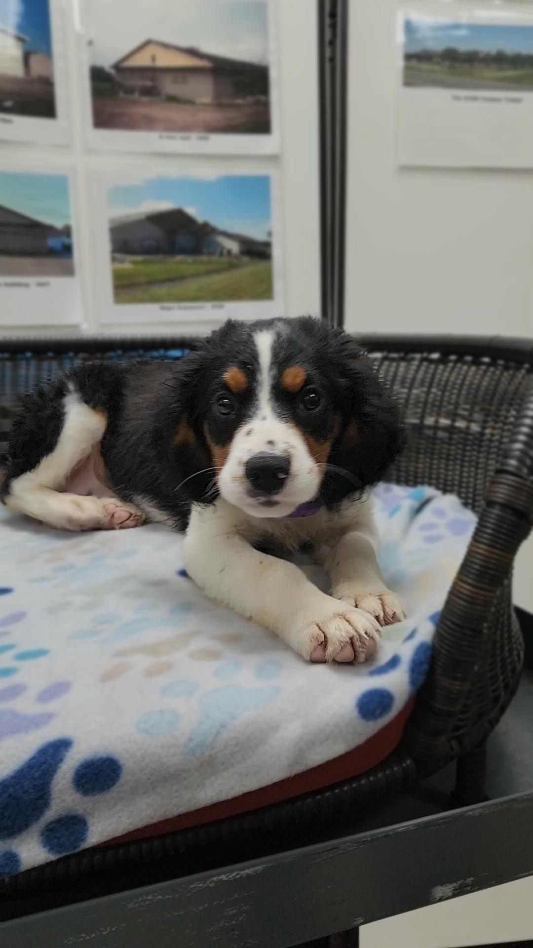 Enlarge Cider, a Adopted mixed breed in Neillsville, WI image 3/5