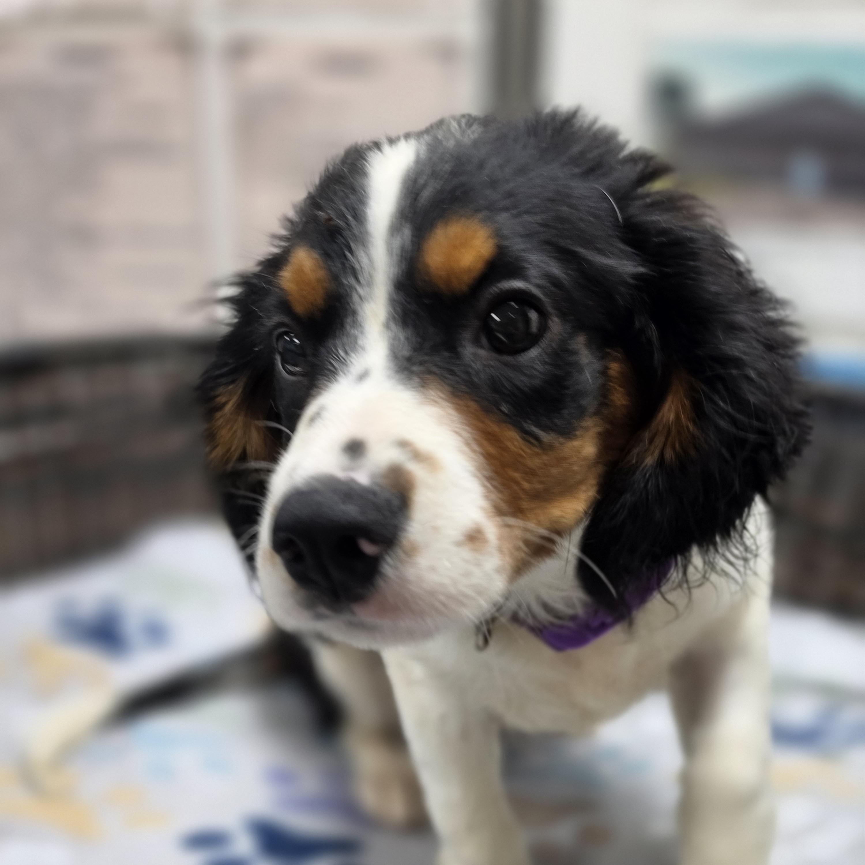 Enlarge Cider, a Adopted mixed breed in Neillsville, WI image 5/5
