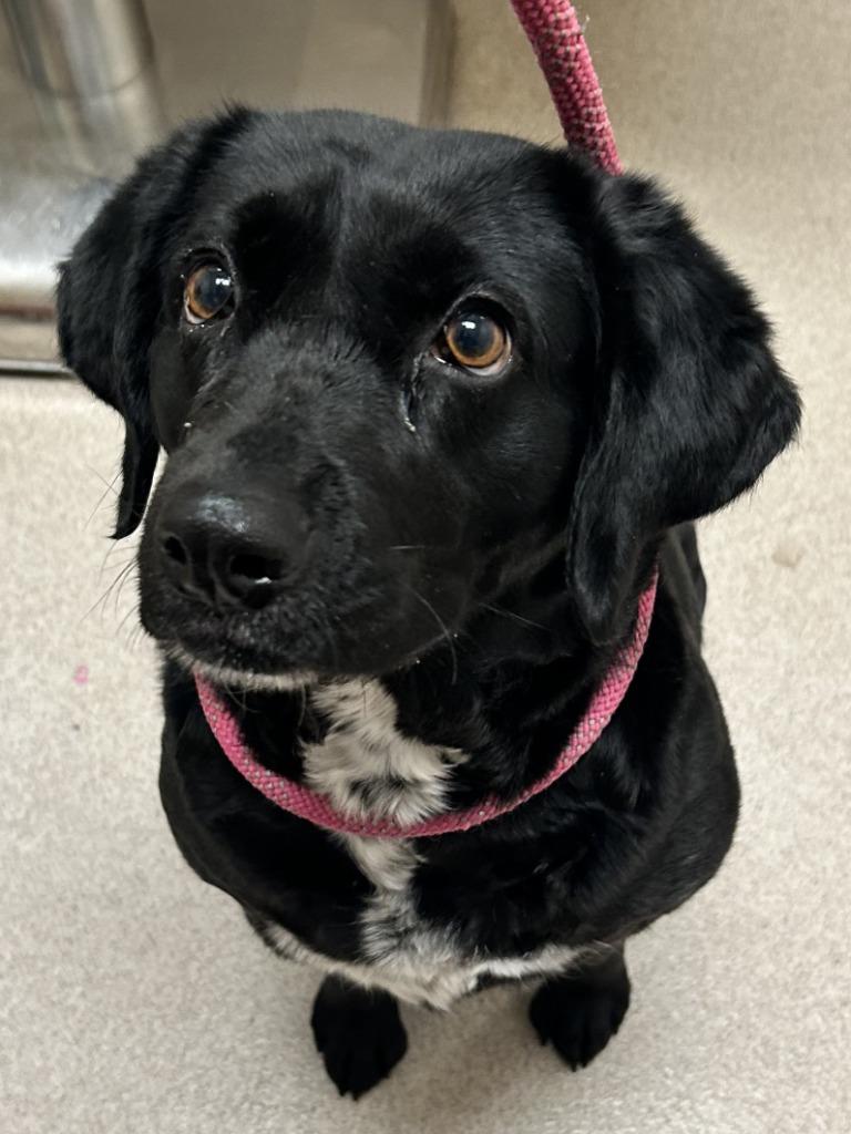 Lily, Adoptable, Adult Female Labrador Retriever & Mixed Breed.
