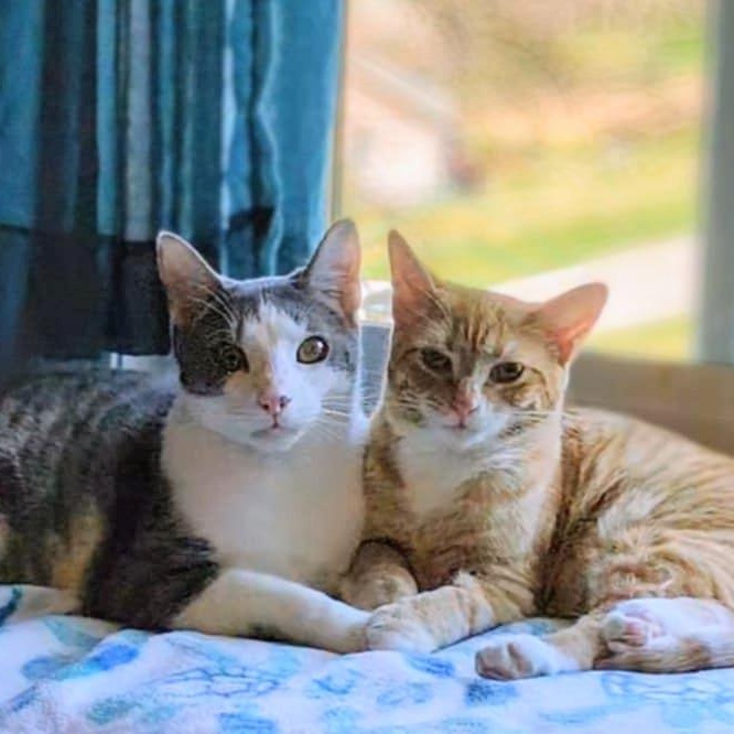 Julietta & Quico *BONDED*, a Adoptable Tabby in Fairborn, OH image 1/6