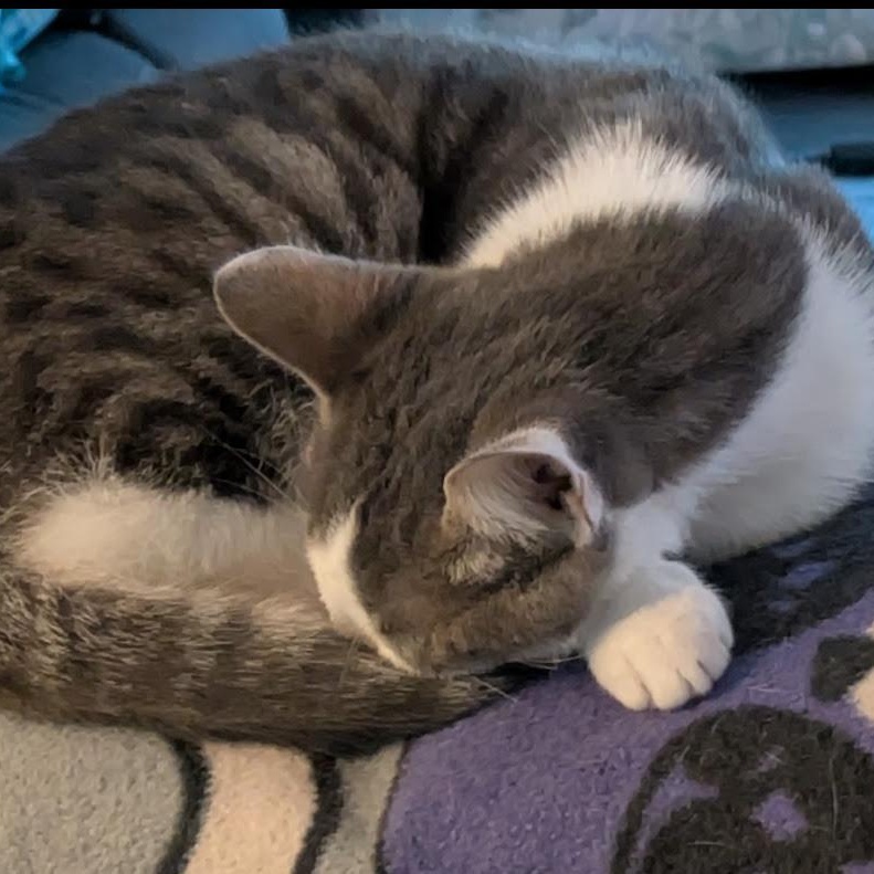 Julietta & Quico *BONDED*, a Adoptable Tabby in Fairborn, OH image 2/6