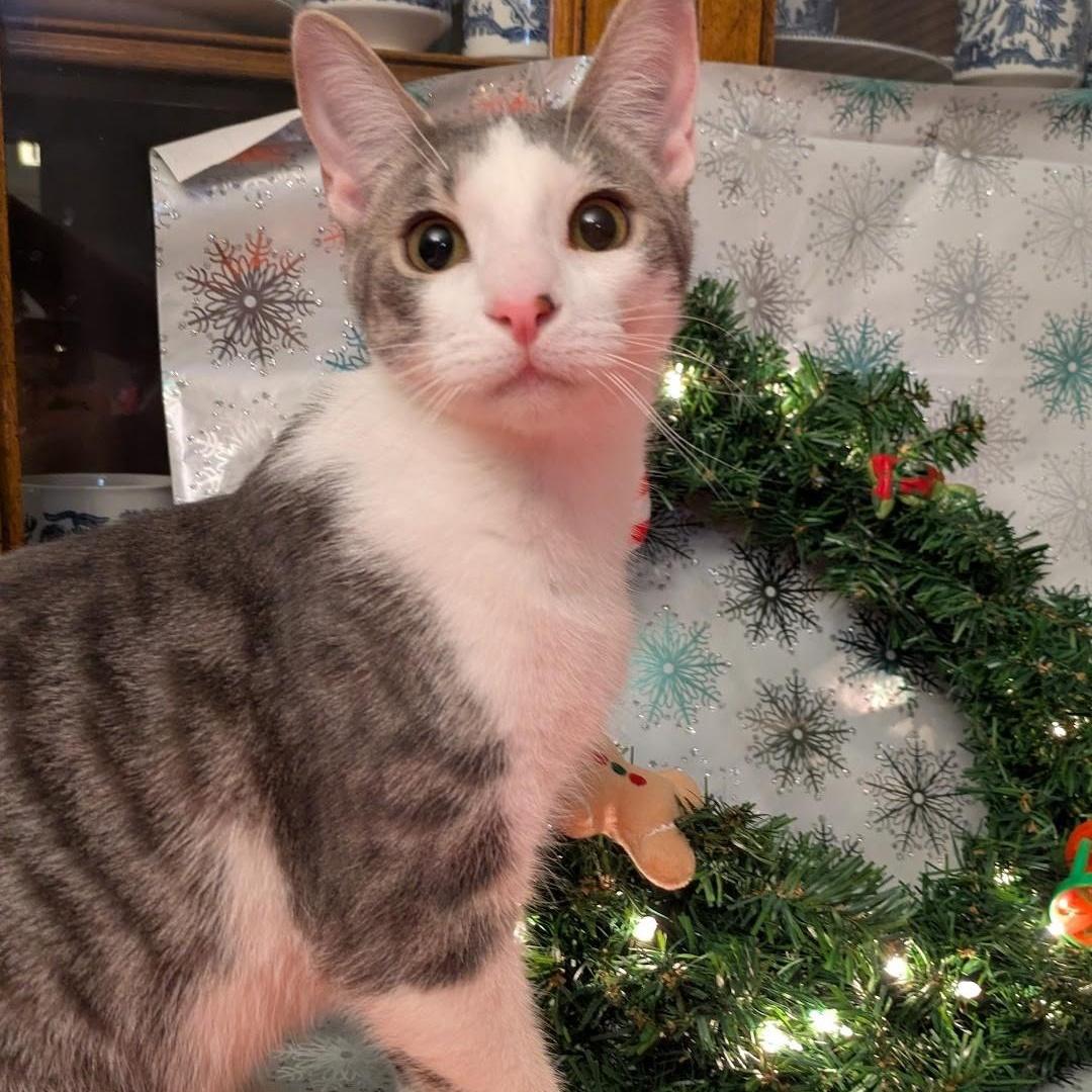 Julietta & Quico *BONDED*, a Adoptable Tabby in Fairborn, OH image 4/6