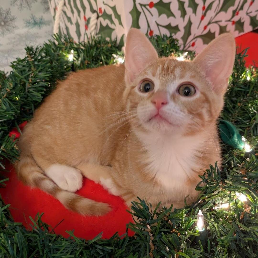 Julietta & Quico *BONDED*, a Adoptable Tabby in Fairborn, OH image 3/6