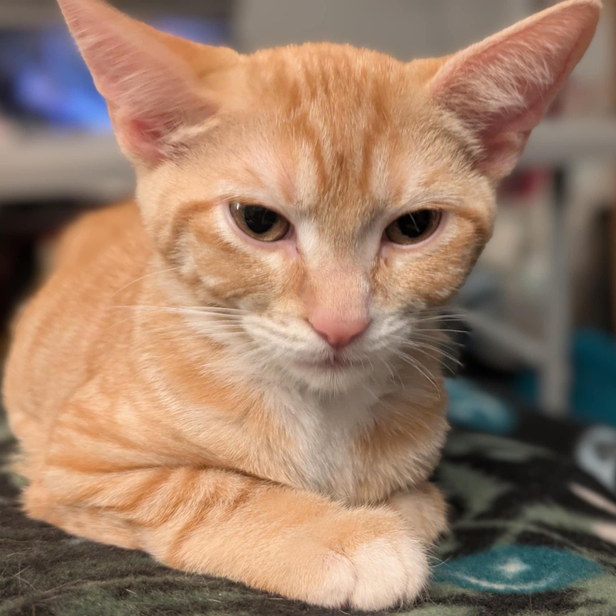 Julietta & Quico *BONDED*, a Adoptable Tabby in Fairborn, OH image 5/6