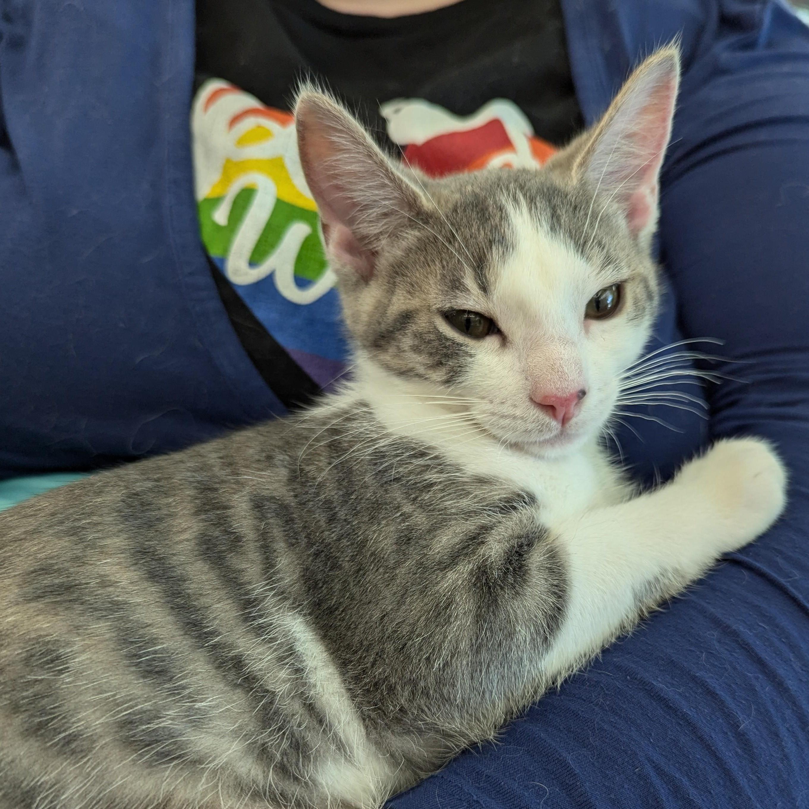 Julietta & Quico *BONDED*, a Adoptable Tabby in Fairborn, OH image 6/6