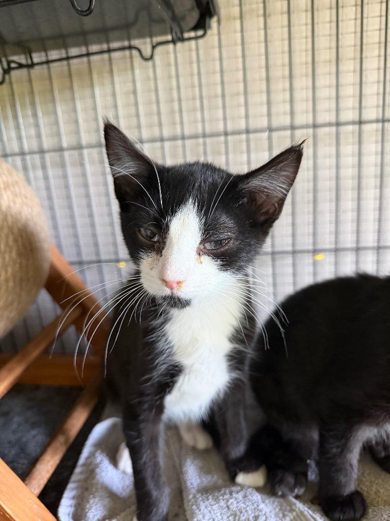 Mason, Adoptable, Kitten Male Domestic Short Hair.