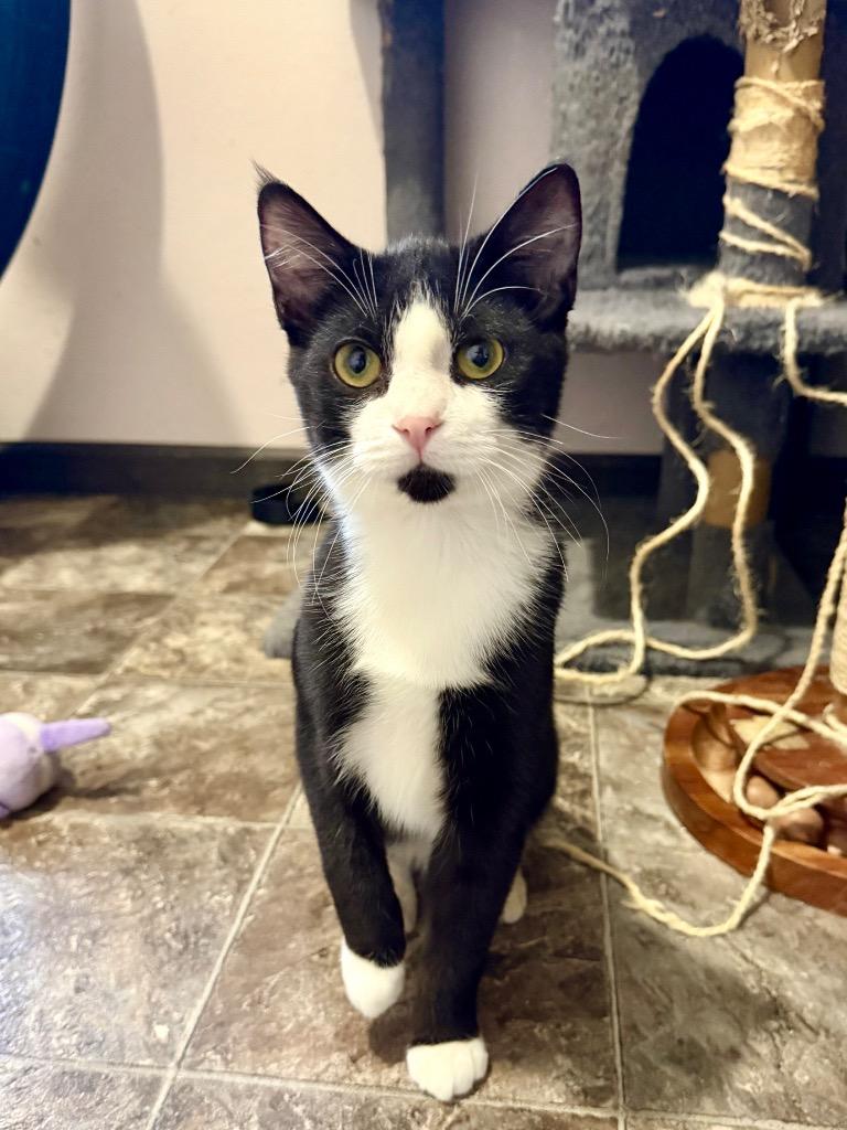 Enlarge Mason, a Adoptable Domestic Short Hair in Cloquet, MN image 2/3