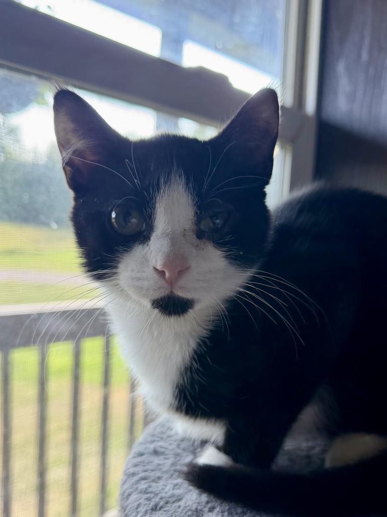 Enlarge Mason, a Adoptable Domestic Short Hair in Cloquet, MN image 3/3