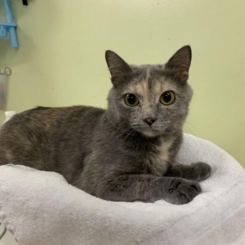 Mystery, Adoptable, Adult Female Domestic Short Hair.