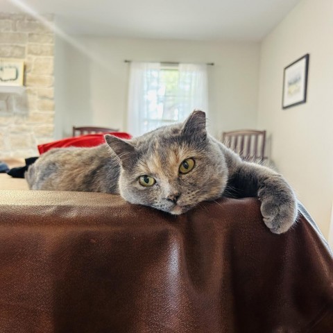 Enlarge Mystery, a Adoptable Domestic Short Hair in Lyndhurst, VA image 2/5