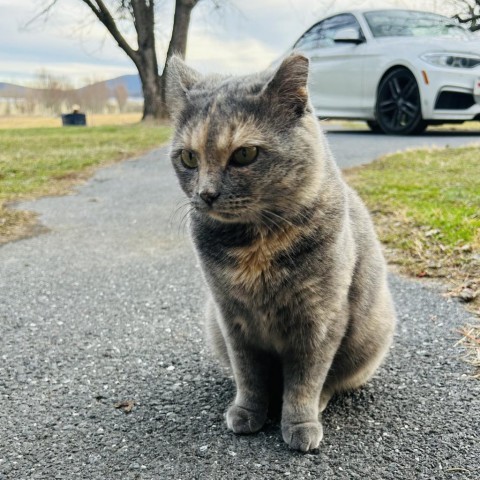 Enlarge Mystery, a Adoptable Domestic Short Hair in Lyndhurst, VA image 3/5