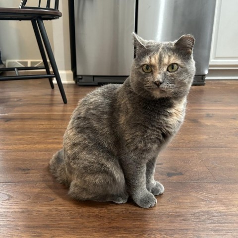 Enlarge Mystery, a Adoptable Domestic Short Hair in Lyndhurst, VA image 4/5