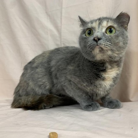 Enlarge Mystery, a Adoptable Domestic Short Hair in Lyndhurst, VA image 5/5