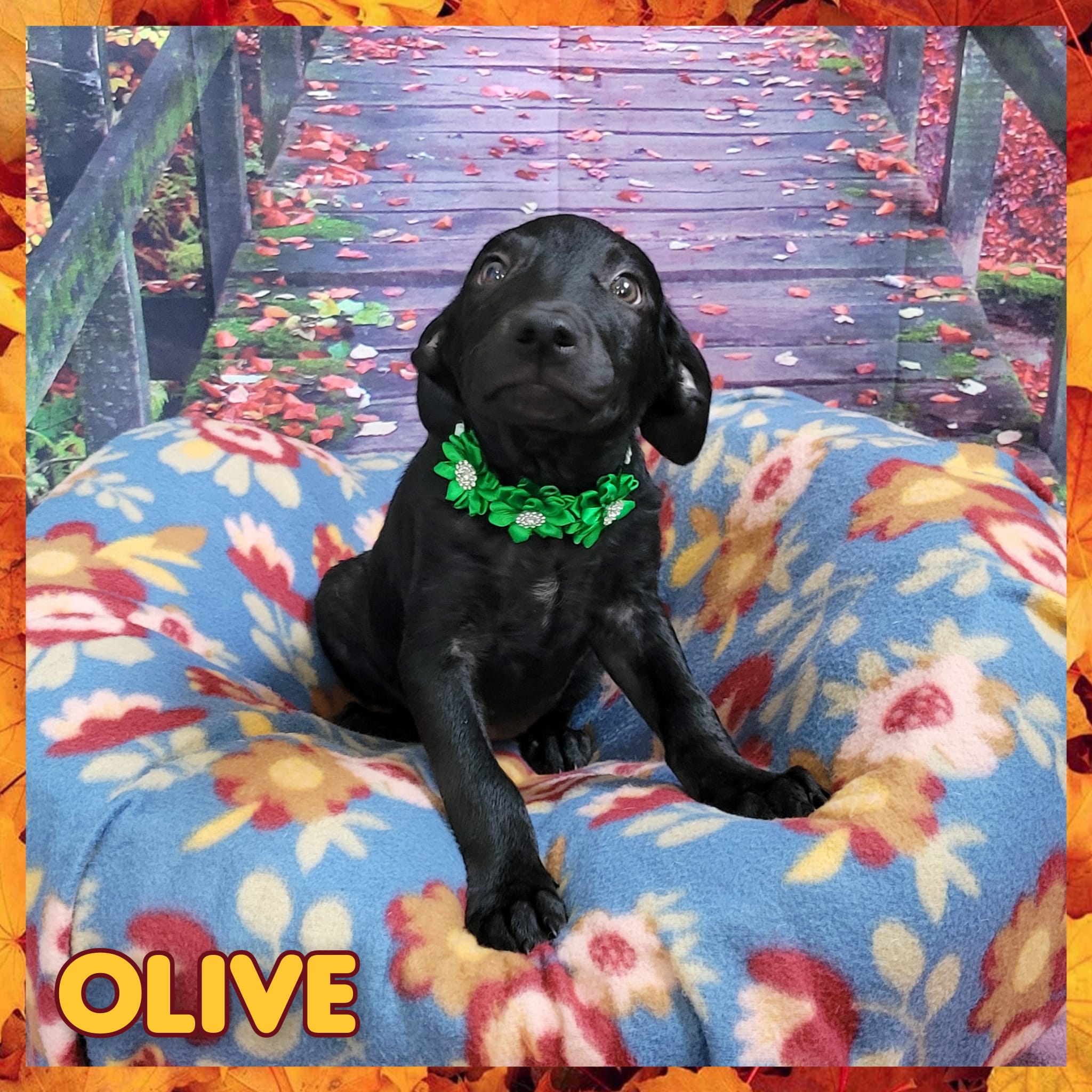Enlarge Olive, a Adoptable mixed breed in Daingerfield, TX image 2/2