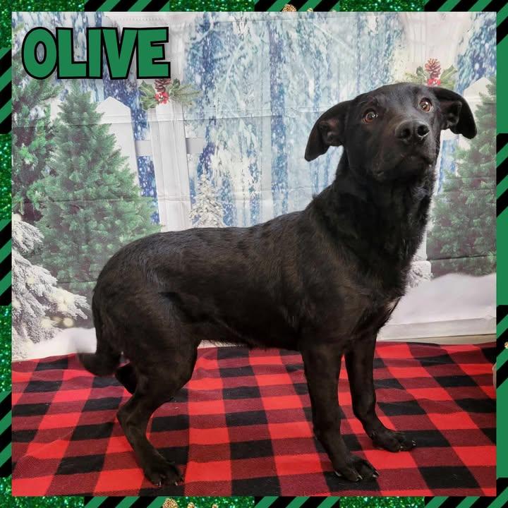 Enlarge Olive, a Adoptable mixed breed in Daingerfield, TX image 1/2