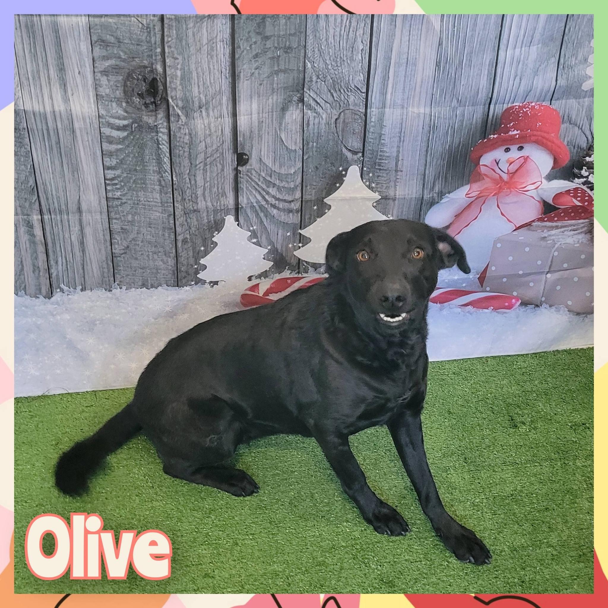 Olive, Adoptable, Young Female Mixed Breed.