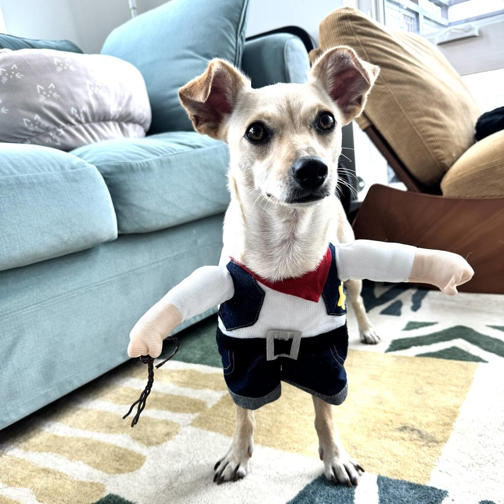 Bambi, Adoptable, Adult Female Chihuahua.