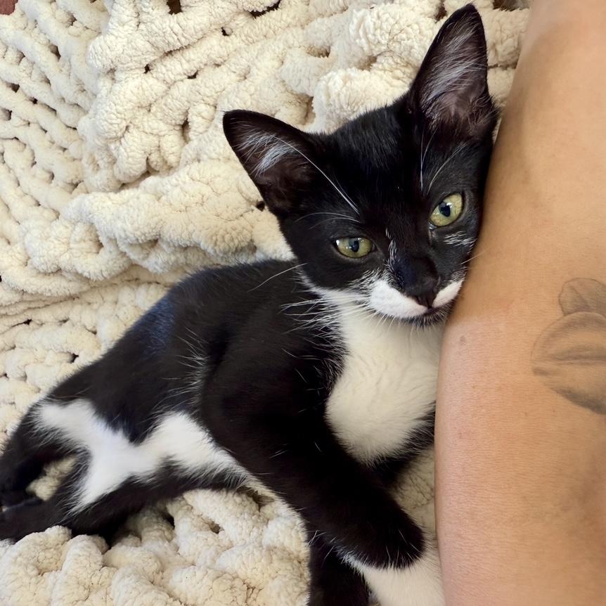 Enlarge Mika, a Adoptable mixed breed in Los Angeles, CA image 5/6