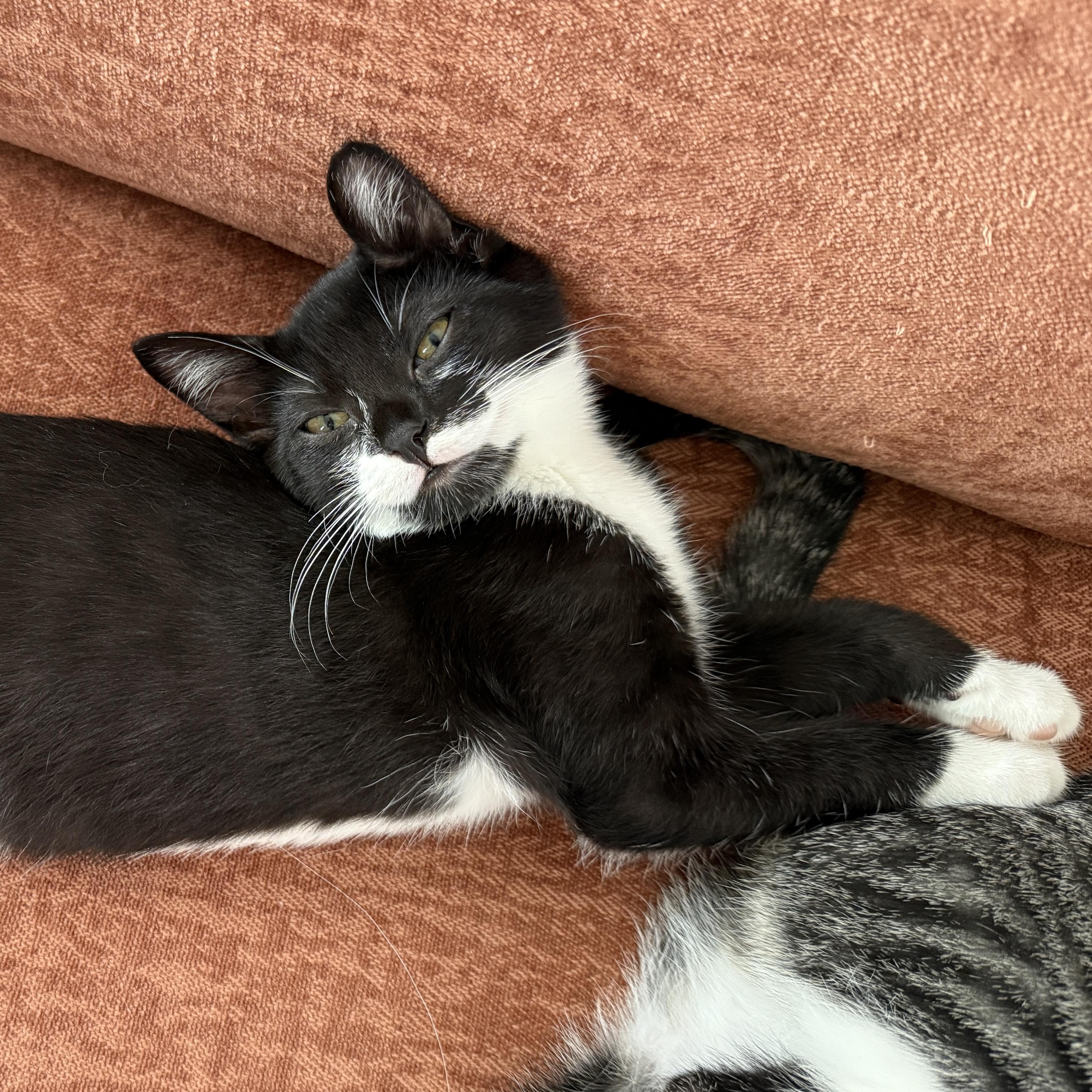 Enlarge Mika, a Adoptable mixed breed in Los Angeles, CA image 6/6