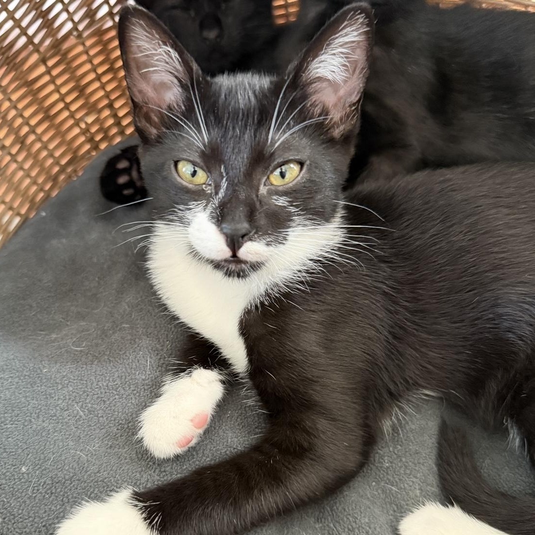 Mika, Adoptable, Kitten Female Domestic Short Hair.