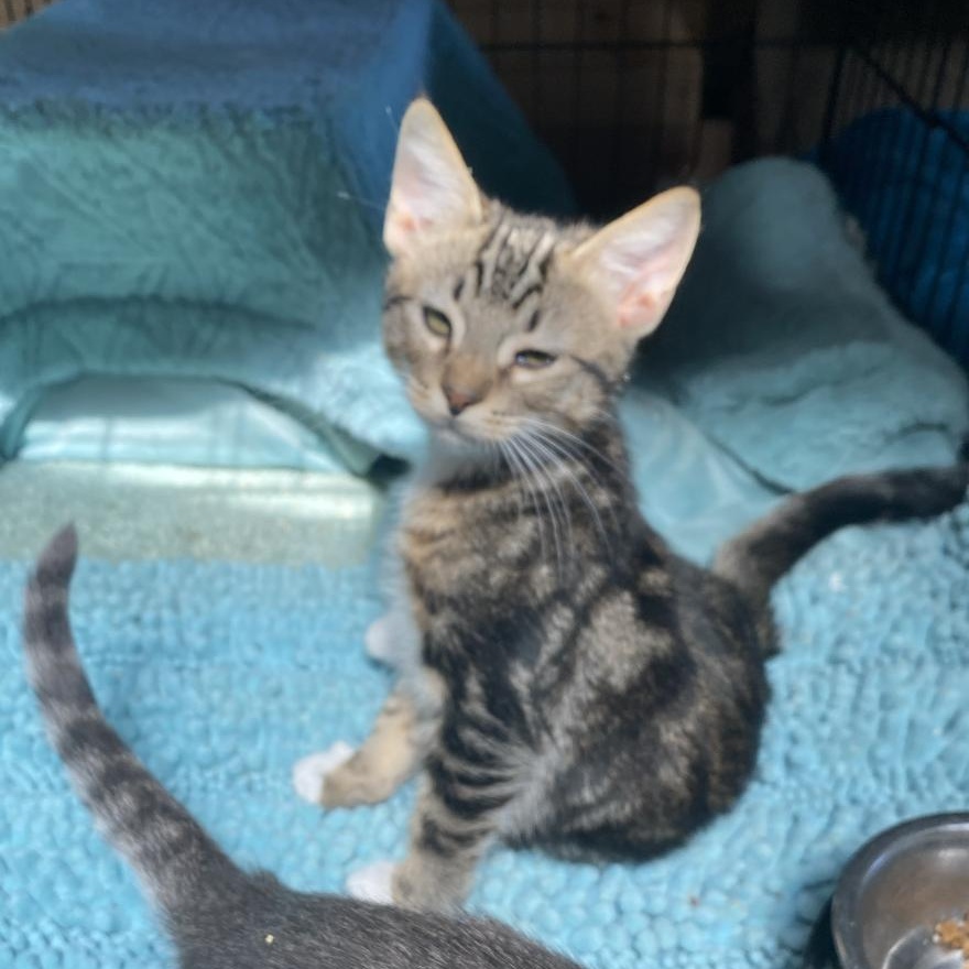 Gimlet - Kitten photo 2