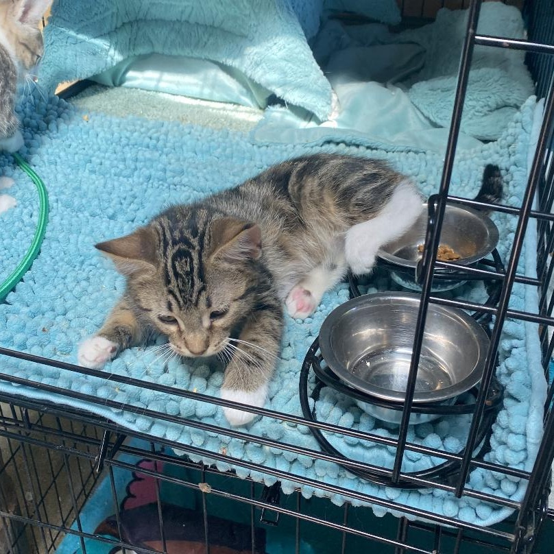 Gimlet - Kitten photo 3