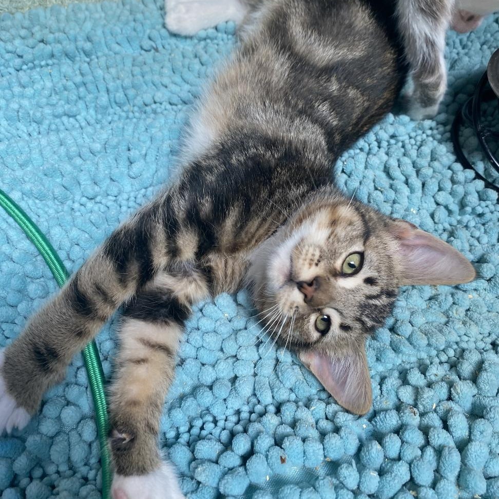 Gimlet - Kitten, Baby Male Tabby