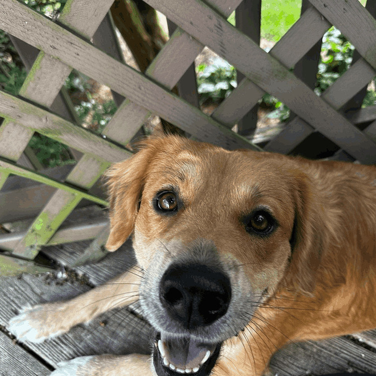 Molly, Adopted, Adult Female Golden Retriever.