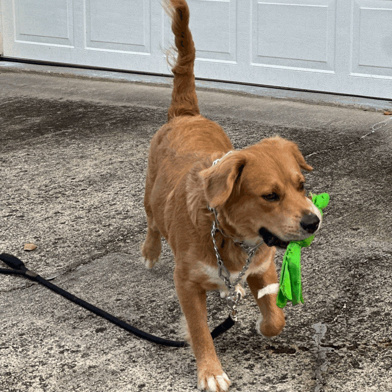 Enlarge Molly, a Adopted Golden Retriever in Cumming, GA image 2/18