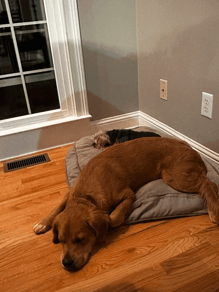 Enlarge Molly, a Adopted Golden Retriever in Cumming, GA image 3/18