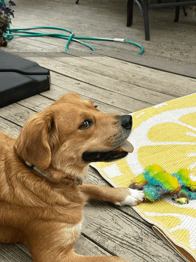 Enlarge Molly, a Adopted Golden Retriever in Cumming, GA image 4/18