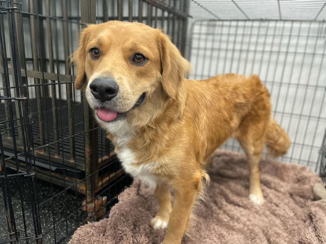 Enlarge Molly, a Adopted Golden Retriever in Cumming, GA image 5/18