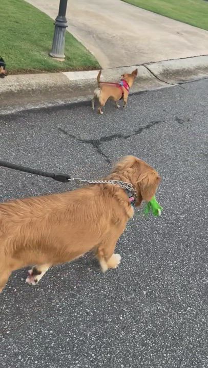 Enlarge Molly, a Adopted Golden Retriever in Cumming, GA video 17/18