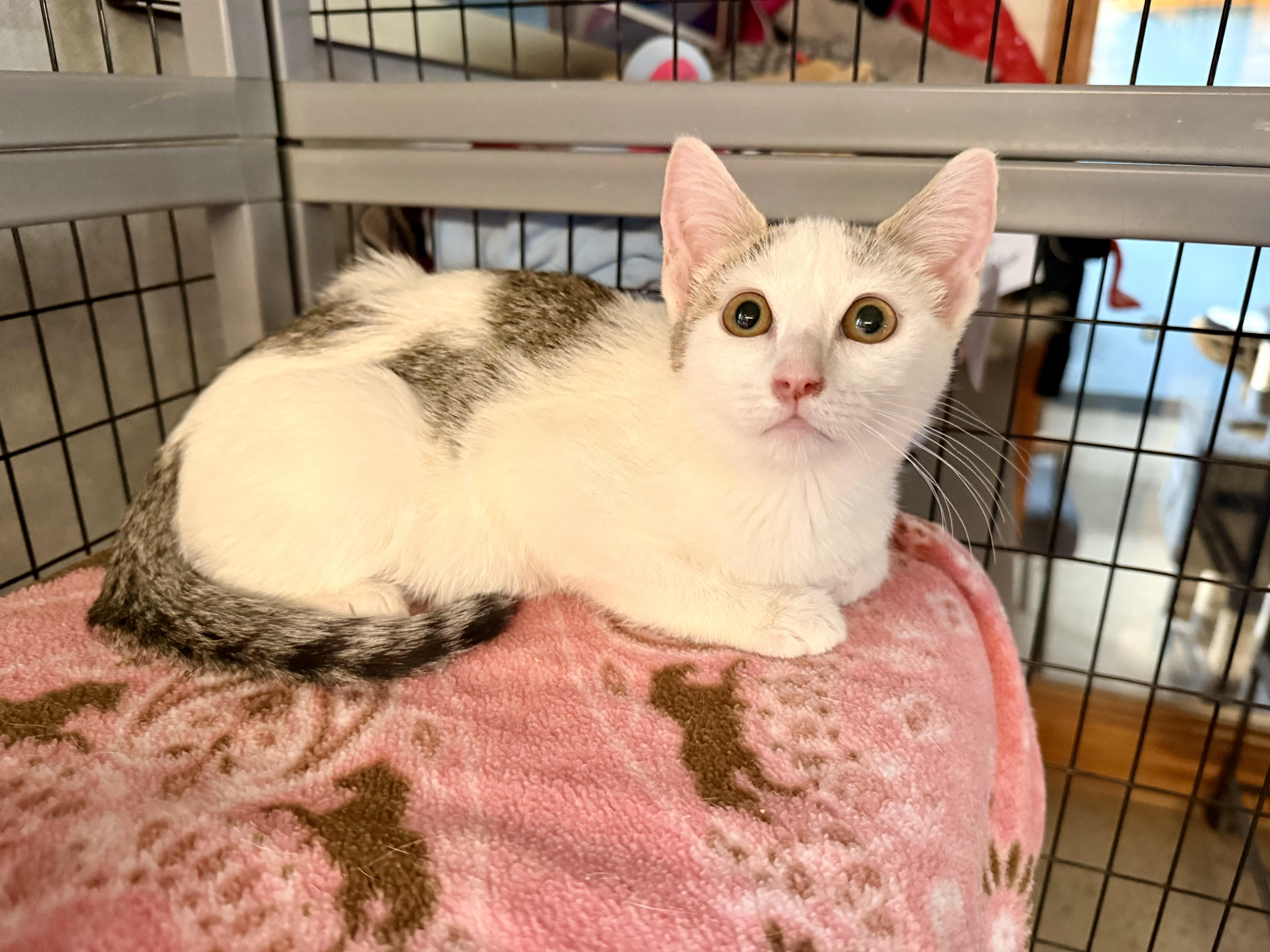 Vela, Adoptable, Young Female Domestic Short Hair.