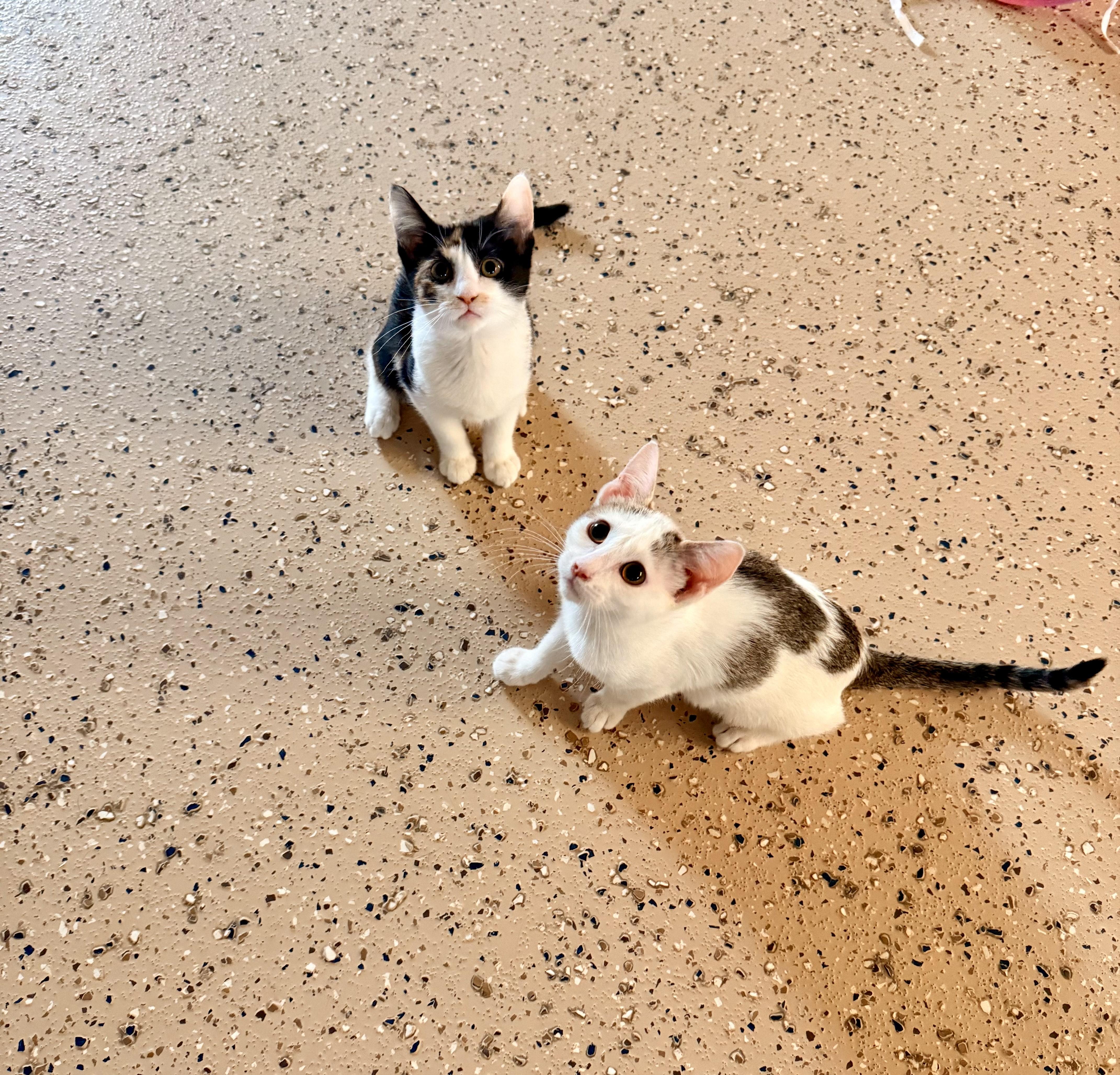 Vela, a Adoptable Domestic Short Hair in St. Clair, MI image 2/3