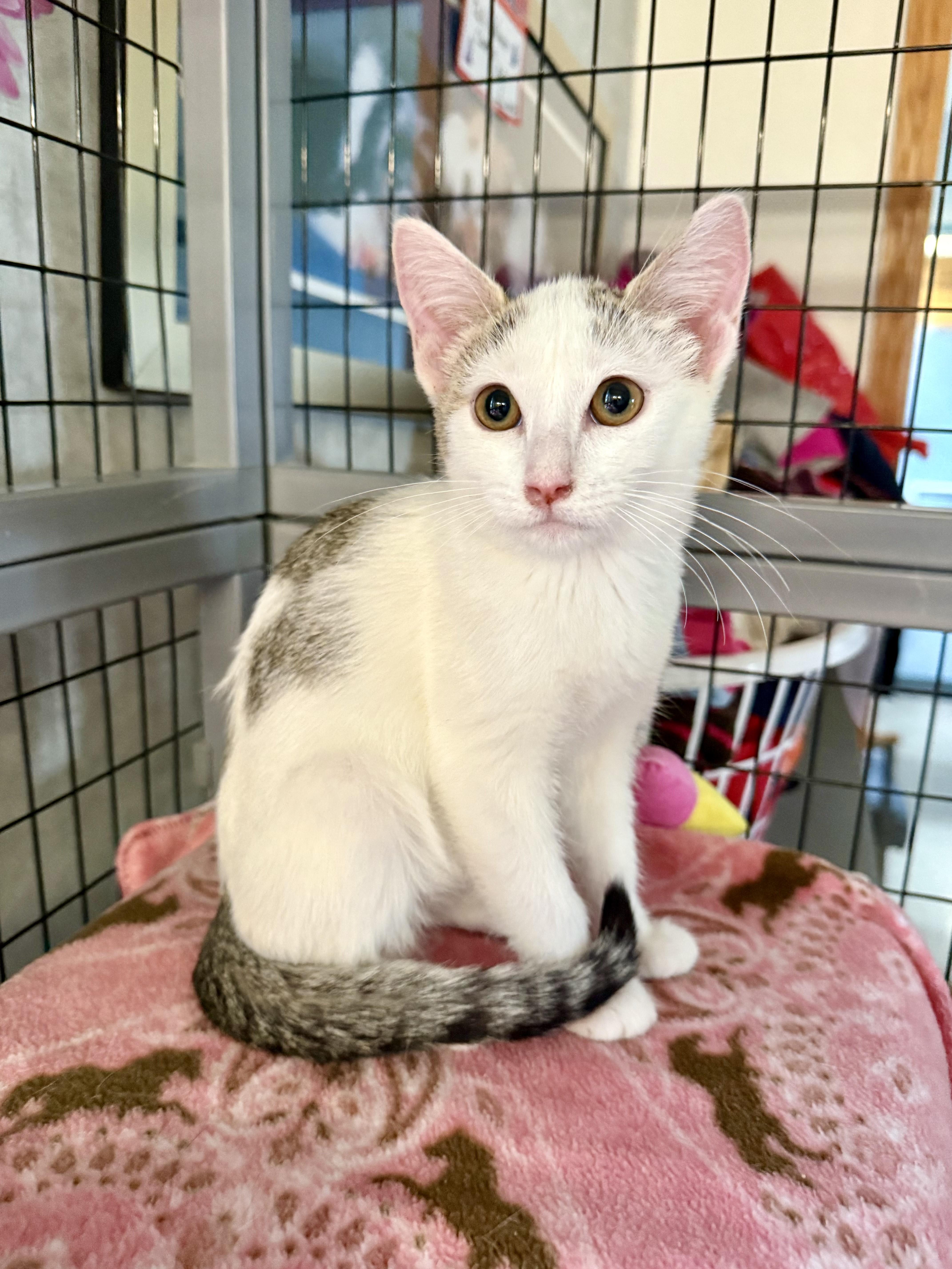 Vela, a Adoptable Domestic Short Hair in St. Clair, MI image 3/3