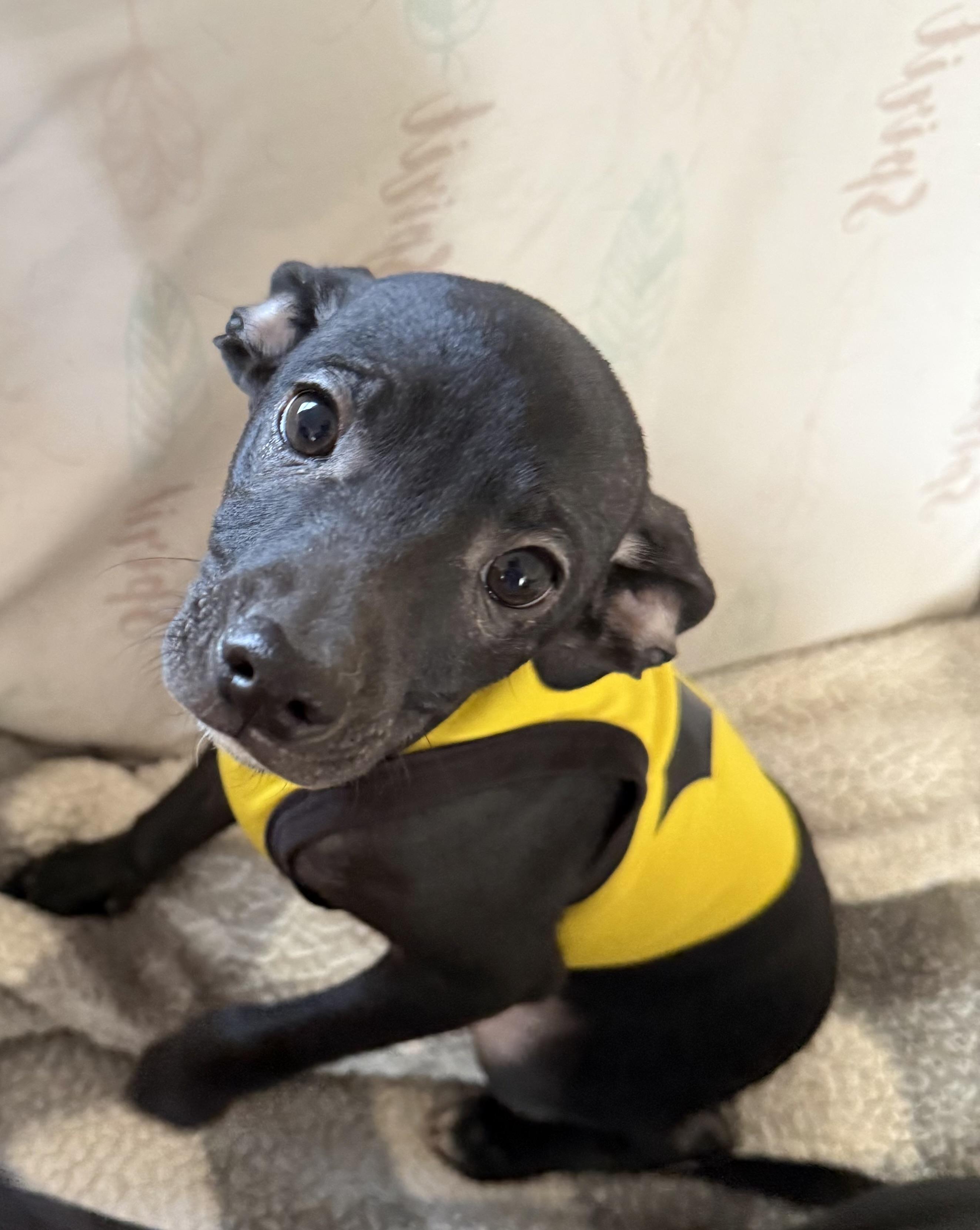 Enlarge Pluto, a Adopted Chihuahua in Asher, OK image 5/6