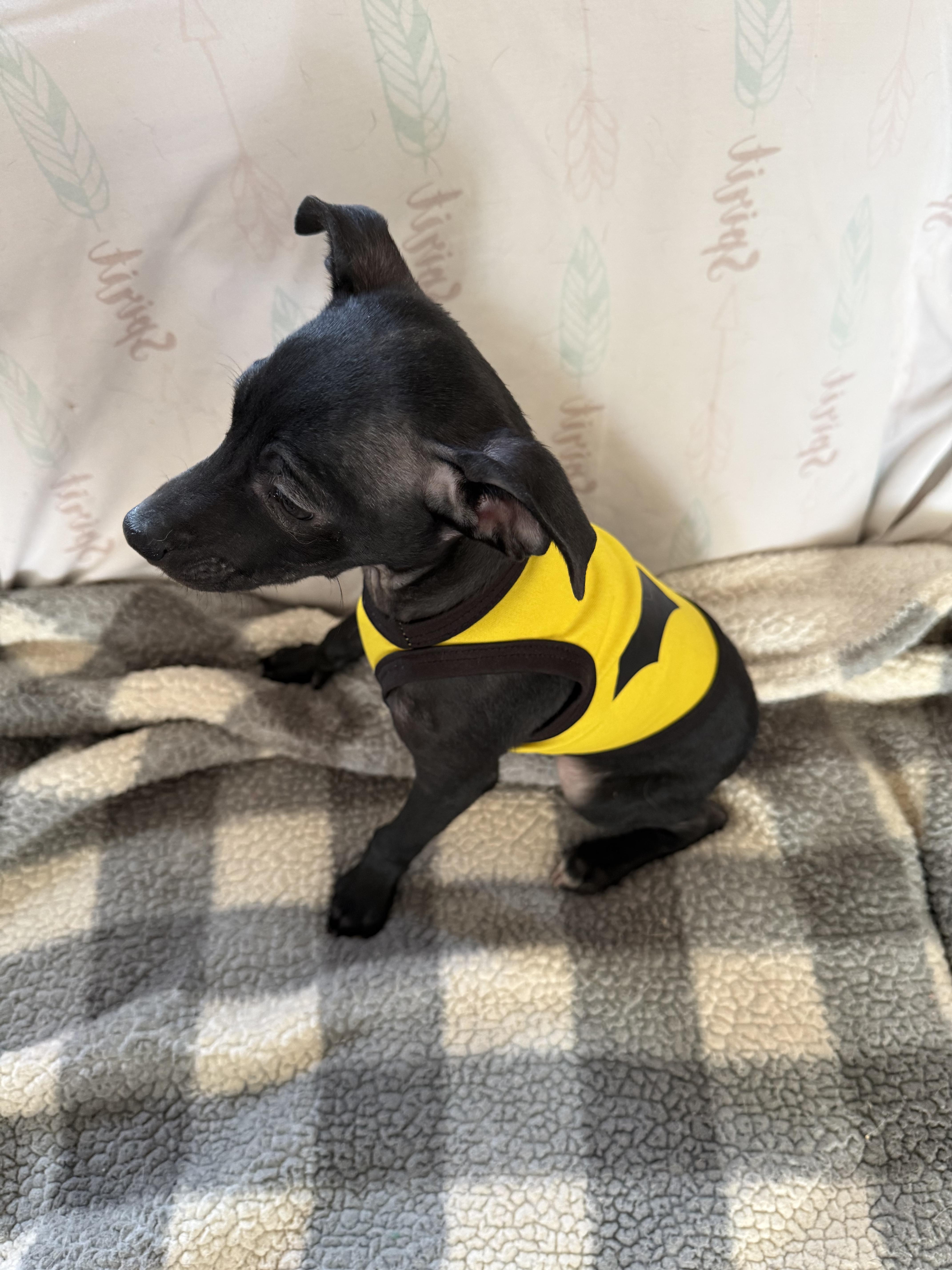 Enlarge Pluto, a Adopted Chihuahua in Asher, OK image 6/6