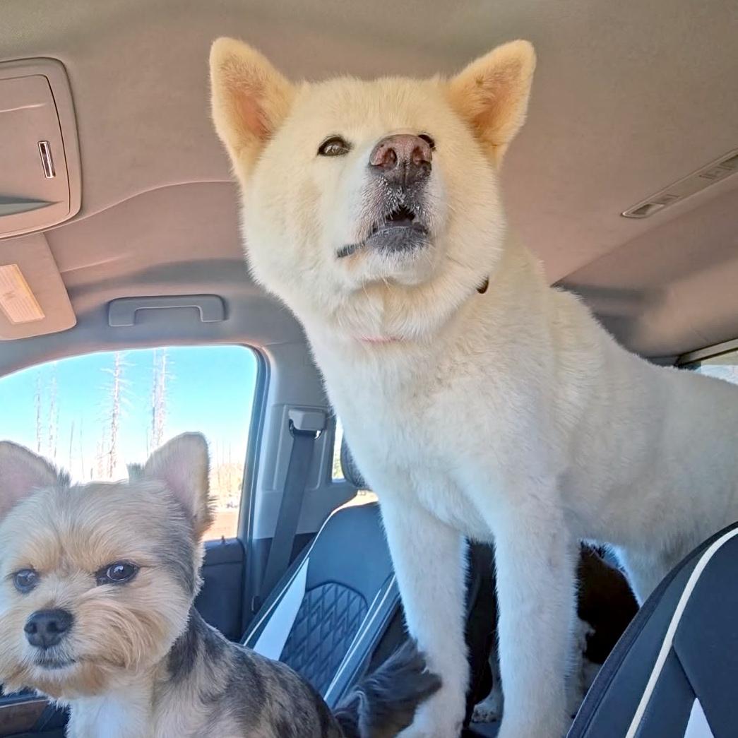 Enlarge Kiva, a Adoptable Japanese Akita  in St. George, UT image 6/6