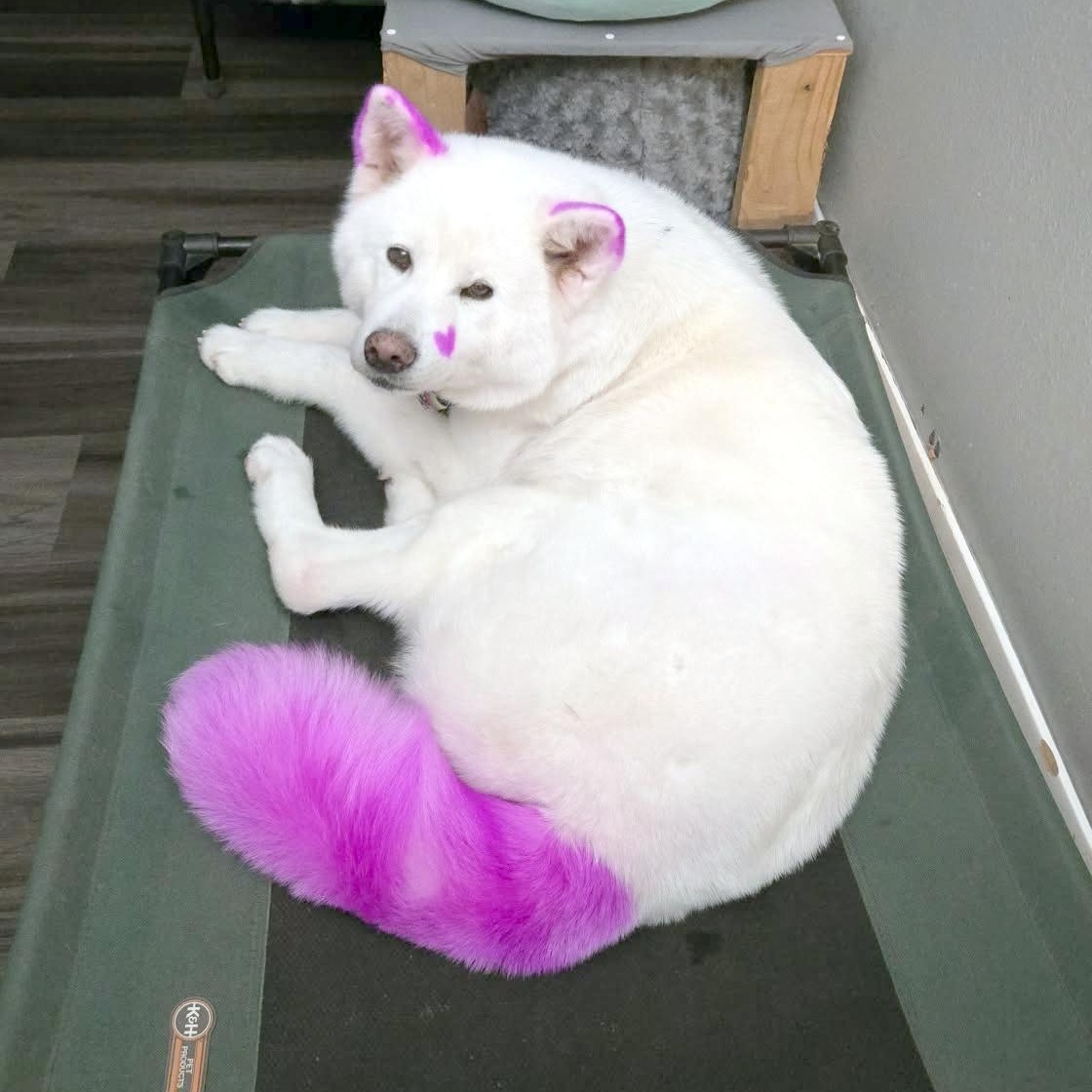 Enlarge Kiva, a Adoptable Japanese Akita  in St. George, UT image 2/6