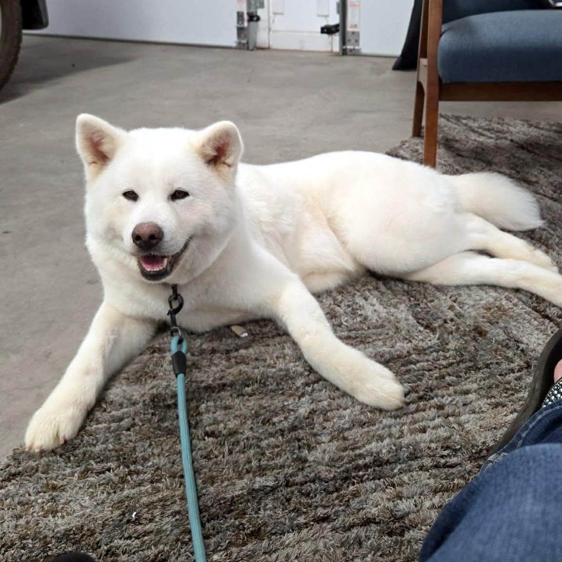 Enlarge Kiva, a Adoptable Japanese Akita  in St. George, UT image 1/6