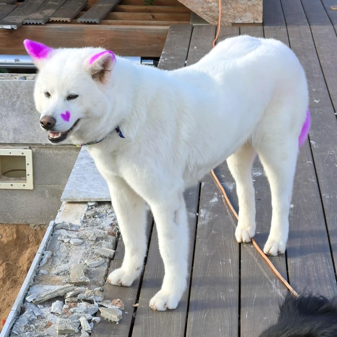 Enlarge Kiva, a Adoptable Japanese Akita  in St. George, UT image 4/6
