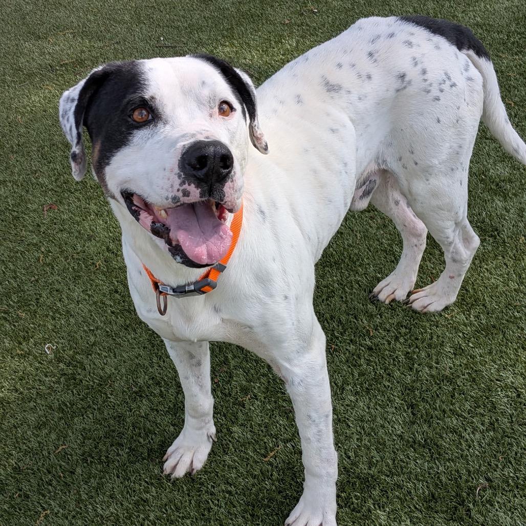 Enlarge Danny, a Adoptable Mixed Breed in Winston-Salem, NC image 2/6
