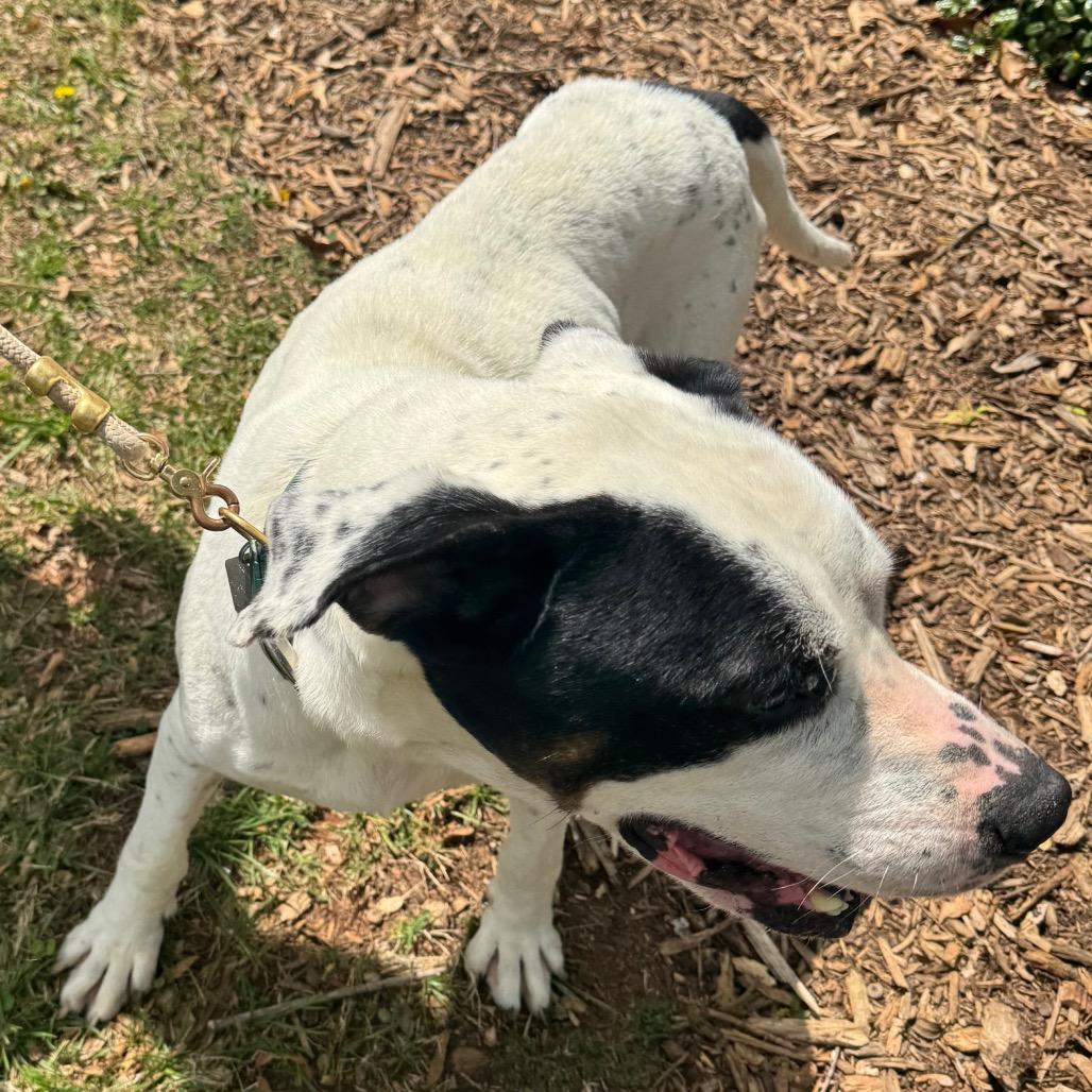 Enlarge Danny, a Adoptable Mixed Breed in Winston-Salem, NC image 3/6