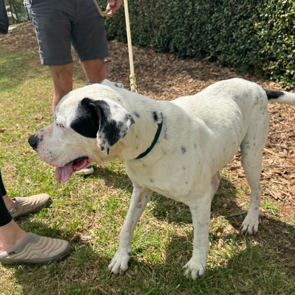 Enlarge Danny, a Adoptable Mixed Breed in Winston-Salem, NC image 4/6