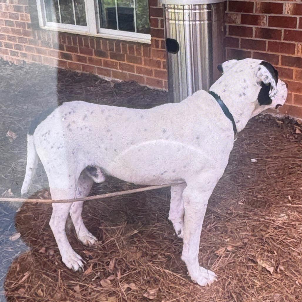 Enlarge Danny, a Adoptable Mixed Breed in Winston-Salem, NC image 5/6