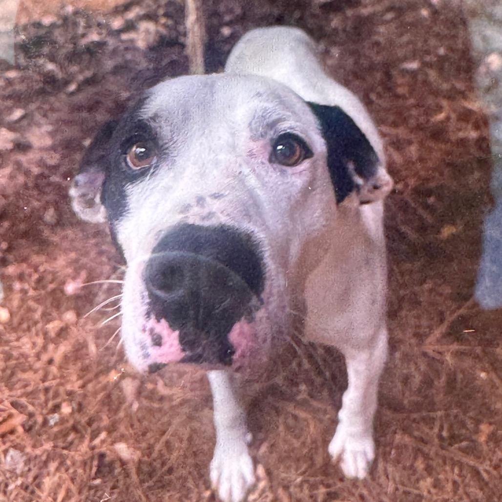 Enlarge Danny, a Adoptable Mixed Breed in Winston-Salem, NC image 6/6