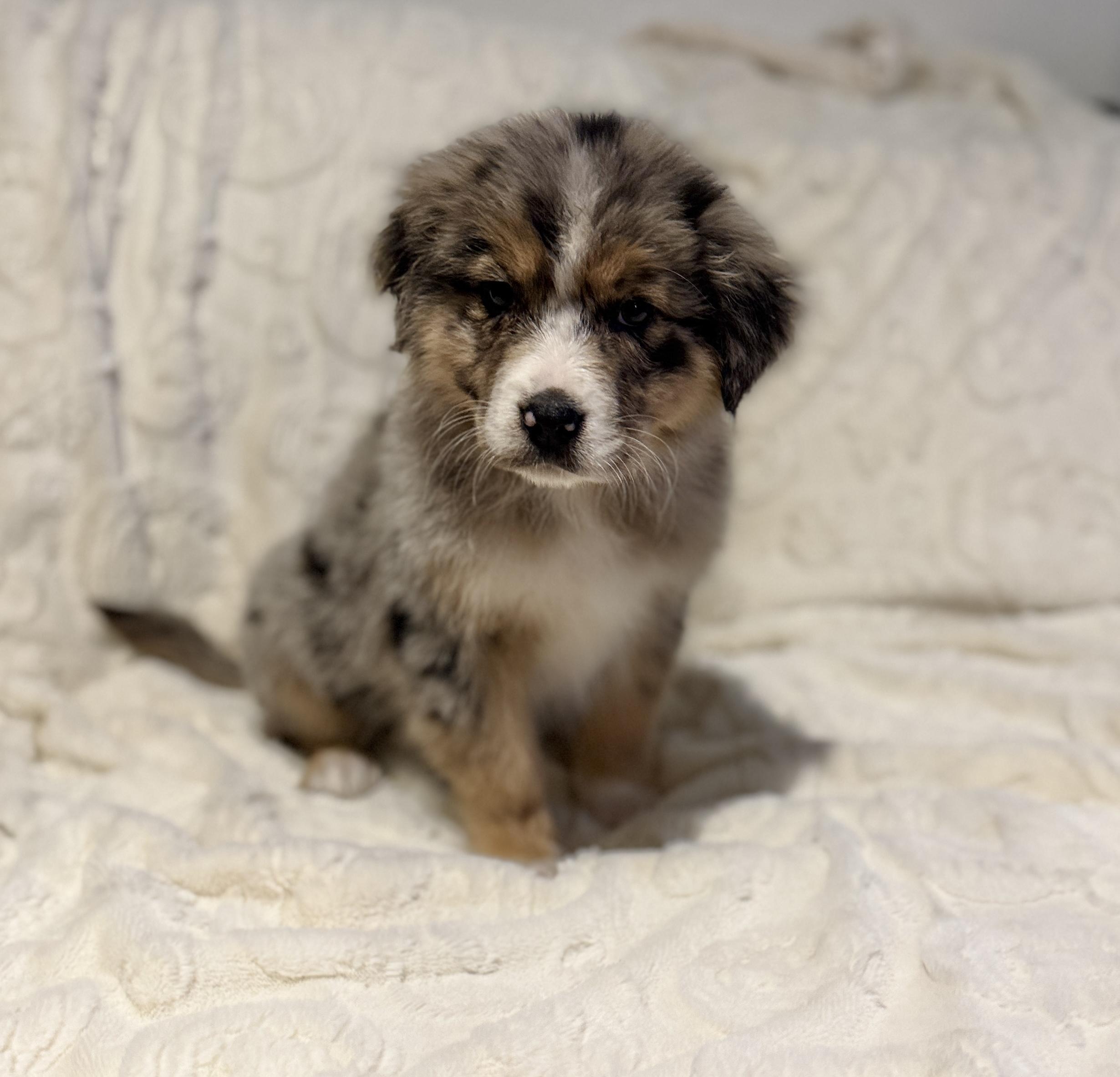 Enlarge Kimber, an adopted mixed breed in Hales corners, WI image 2/3